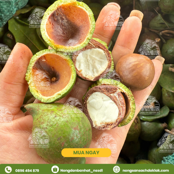 Bảo quản mắc ca tươi