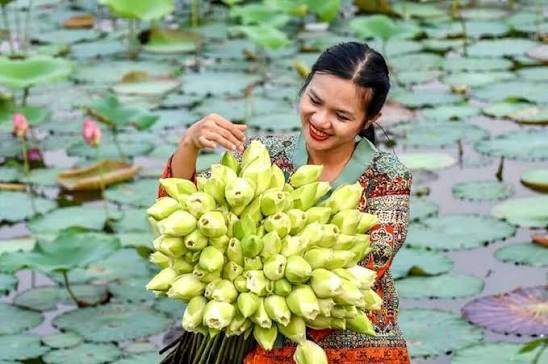 Sen trắng cổ Huế – Từ một giống sen xưa đến câu chuyện sản phẩm của Mộc