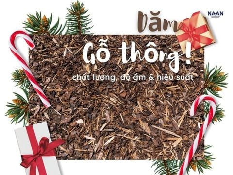 Dăm gỗ thông: tiêu chuẩn chất lượng, độ ẩm & tác động tới hiệu suất và chi phí lò hơi