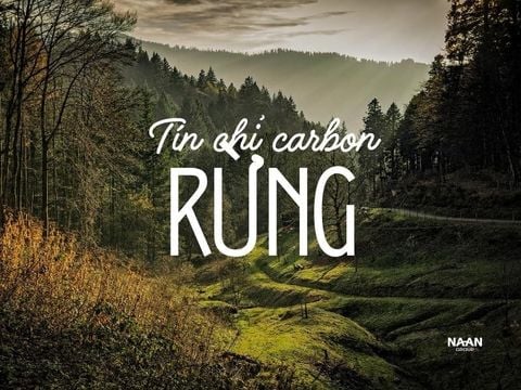 Tín chỉ carbon rừng: liêm chính, rủi ro pháp lý & cách đưa vào ngân sách khử carbon của nhà máy