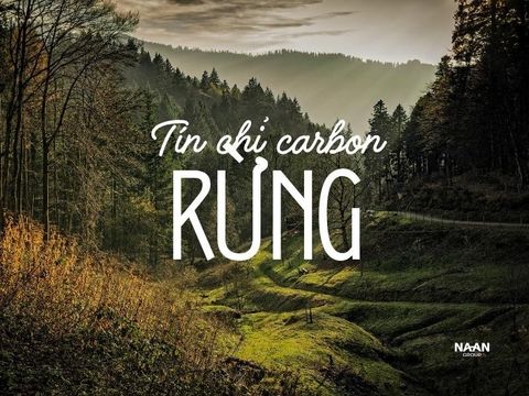 Tín chỉ carbon rừng: liêm chính, rủi ro pháp lý & cách đưa vào ngân sách khử carbon của nhà máy