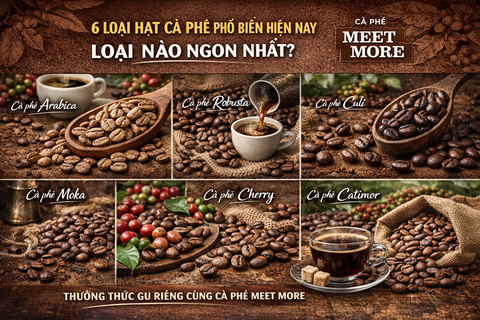 6 LOẠI HẠT CÀ PHÊ PHỔ BIẾN HIỆN NAY – LOẠI NÀO NGON NHẤT?