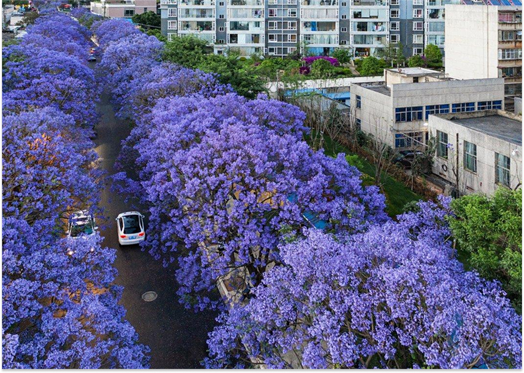 Hoa phượng tím nở rực rỡ trên đường phố Côn Minh vào mùa xuân