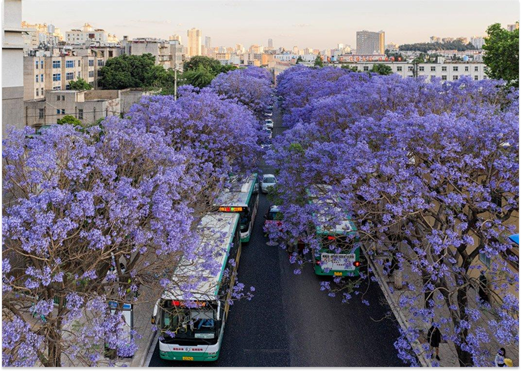 Jiaochang Middle Road phủ kín sắc hoa phượng tím tại Côn Minh