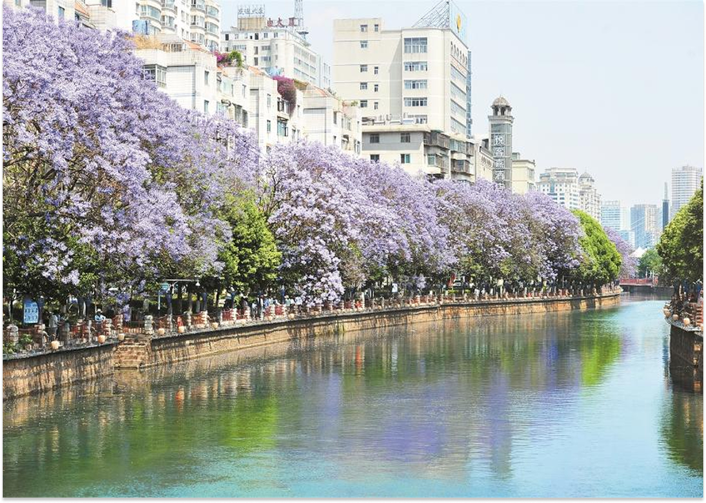 Góc chụp hoa phượng tím trong khuôn viên trường đại học ở Côn Minh