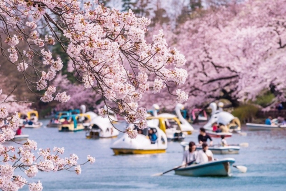 Lễ hội hoa anh đào Nhật Bản rực rỡ vào mùa xuân
