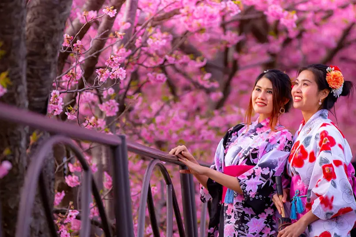 Lễ hội hoa anh đào Nhật Bản rực rỡ vào mùa xuân