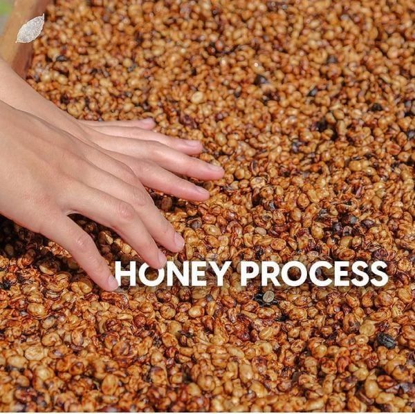 Cafe Robusta Honey là gì? Nguồn gốc, hương vị, quy trình phương pháp chế biến của Cà Phê Robusta Honey