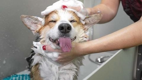 Cách Tắm Cho Chó Tại Nhà Và Tần Suất Tắm Phù Hợp