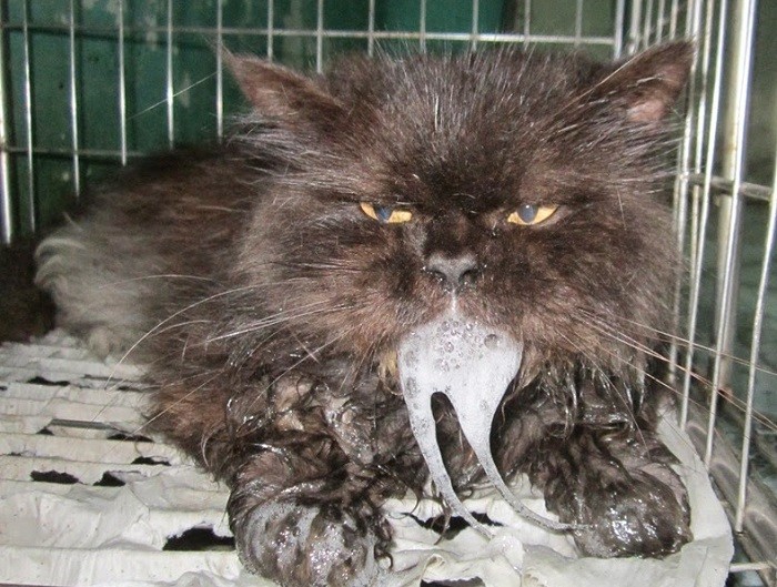 Hướng dẫn cách xử lí mèo bị ngộ độc