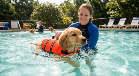 HƯỚNG DẪN HUẤN LUYỆN CHÓ BƠI DƯỚI NƯỚC