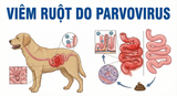 VIÊM RUỘT DO PARVOVIRUS Phần 1