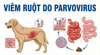 VIÊM RUỘT DO PARVOVIRUS Phần 1