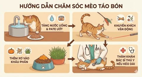 Hướng dẫn chăm sóc mèo khi bị bón