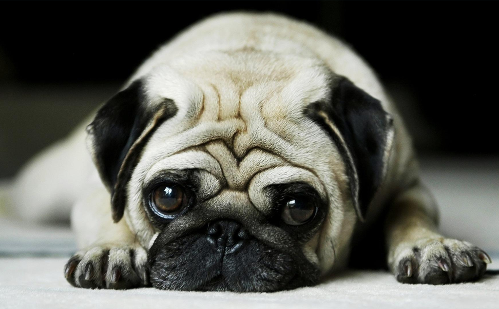 Hướng dẫn nhận diện và kiểm soát cân nặng cho 