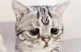 Những đấu hiệu cần nhận biết sớm khi mèo bị trầm cảm ? Cách điều trị