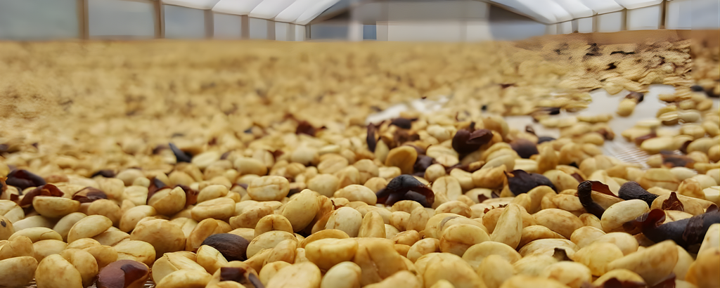 Gia công cà phê – Private Label cùng Flusso