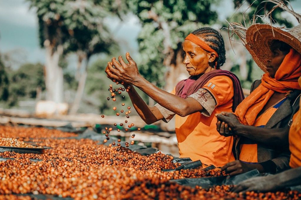 Ethiopia Yirgacheffe, Guji và Kochere: đọc vùng trồng qua hương vị