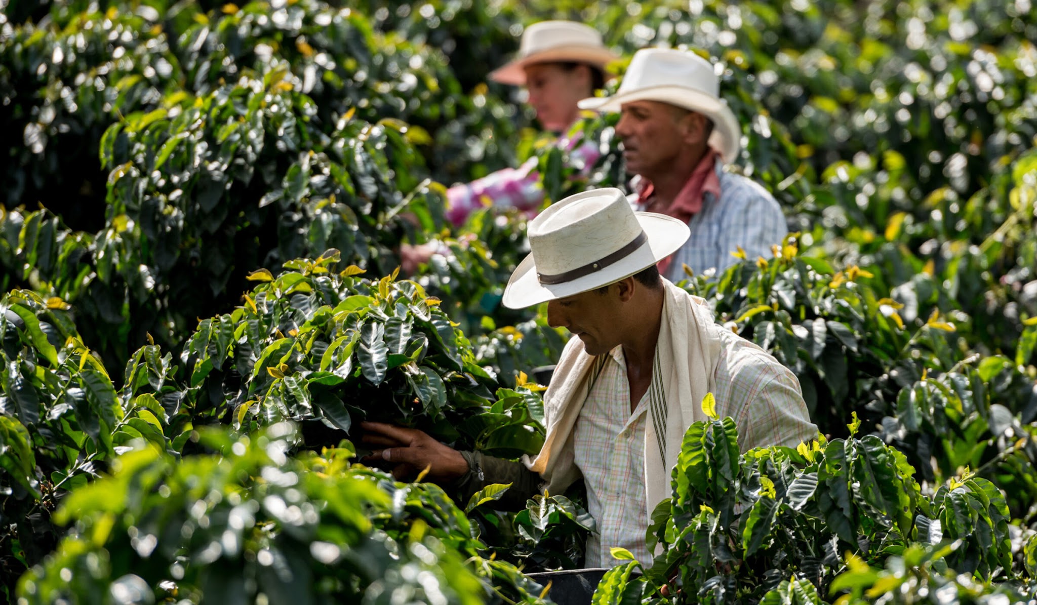 Cà phê Colombia: độ cao, giống và sơ chế tạo nên sự đa dạng thế nào?