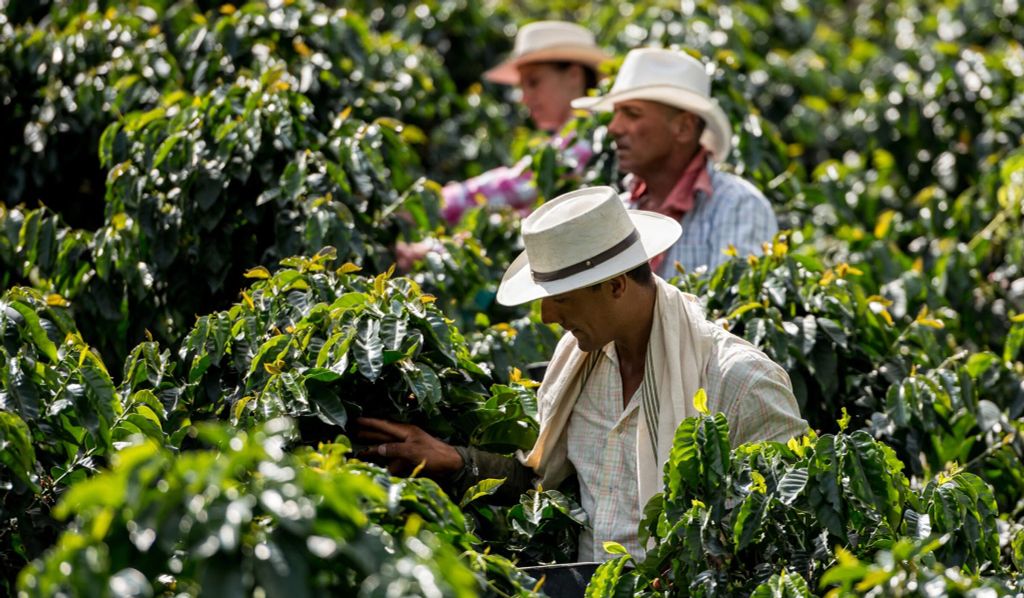 Cà phê Colombia: độ cao, giống và sơ chế tạo nên sự đa dạng thế nào?