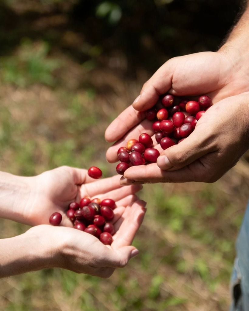 Natural process là gì? Vì sao cà phê thường có vị trái cây và body đầy?