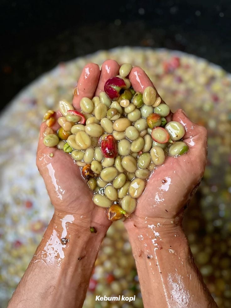 Washed process là gì? Hiểu vị sạch, rõ và độ sáng trong tách
