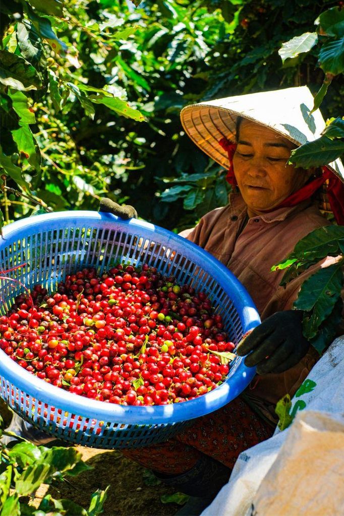 New crop Việt Nam: cách Flusso đọc mùa vụ, vùng trồng và tiềm năng hương vị