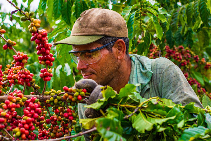 Cà phê Brazil: không chỉ có chocolate và hạt dẻ