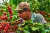 Cà phê Brazil: không chỉ có chocolate và hạt dẻ