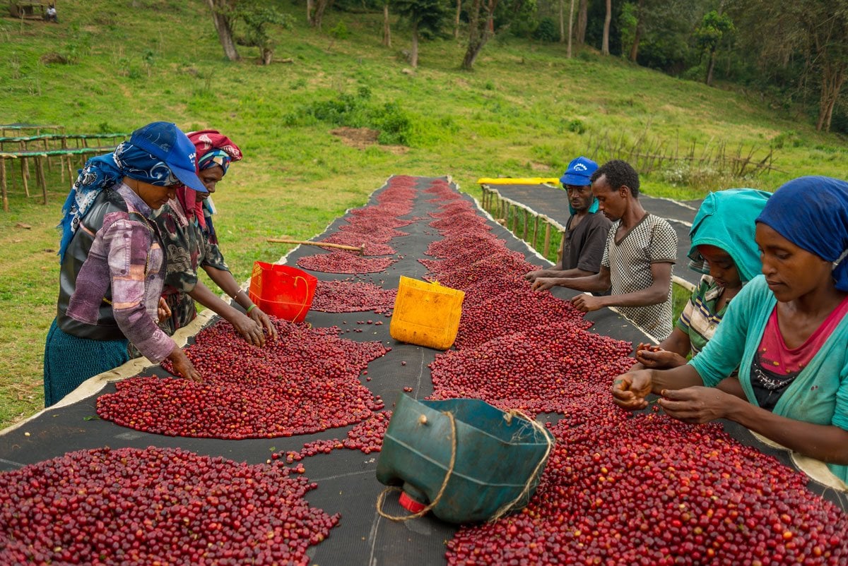 Cà phê Kenya: vì sao thường được nhắc với độ sáng và trái cây mọng?