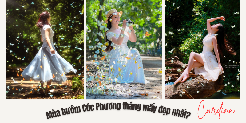 Mùa bướm Cúc Phương tháng mấy đẹp nhất? Tips chụp ảnh đẹp