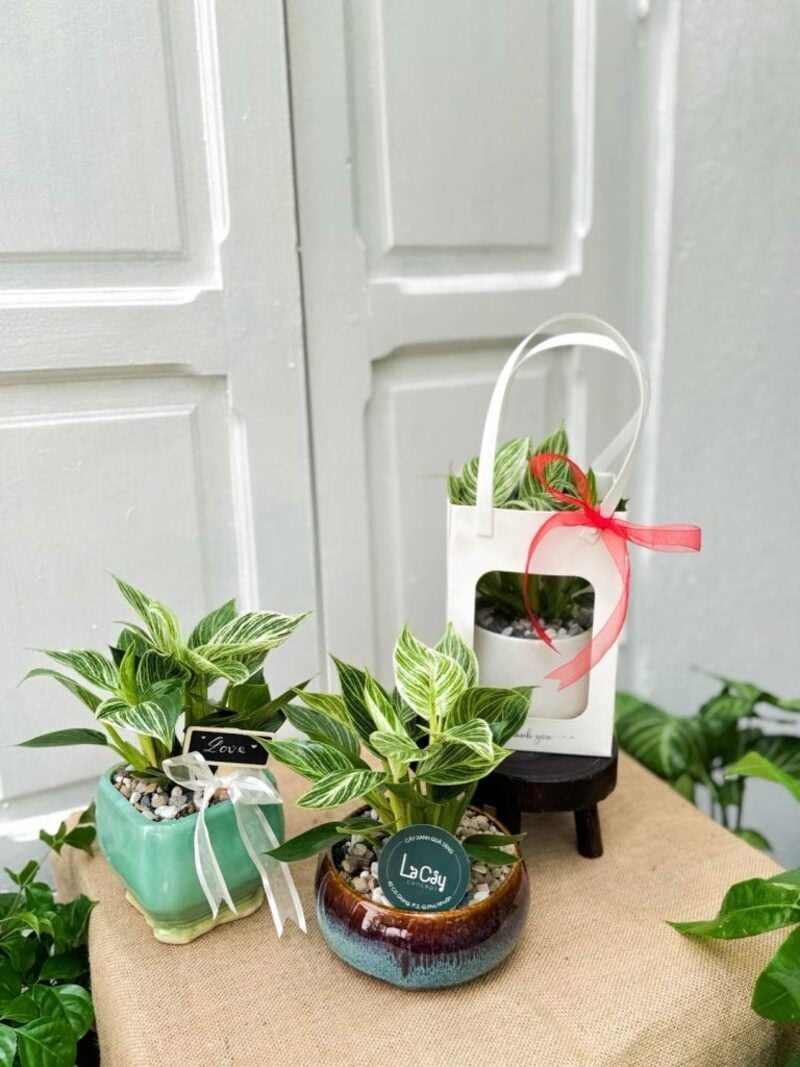 quà chia tay đồng nghiệp