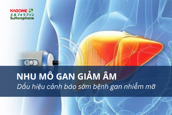 Nhu mô gan giảm âm – dấu hiệu cảnh báo sớm bệnh gan nhiễm mỡ