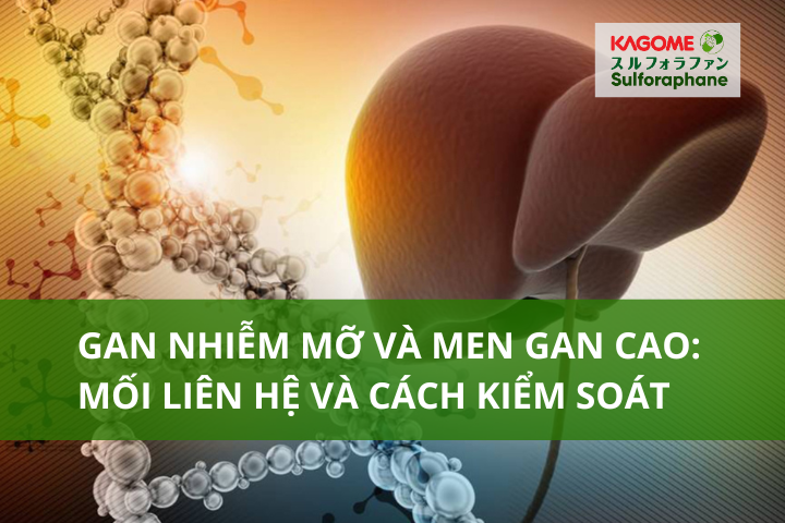 Gan nhiễm mỡ và men gan cao: Mối liên hệ và cách kiểm soát