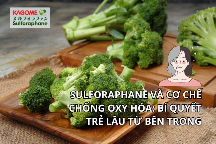 Sulforaphane và cơ chế chống oxy hóa: Bí quyết trẻ lâu từ bên trong