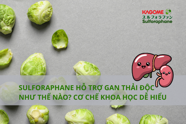 Sulforaphane hỗ trợ gan thải độc như thế nào? Cơ chế khoa học dễ hiểu