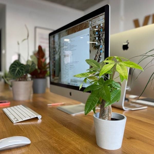 Những lưu ý khi chăm sóc cây xanh trong môi trường văn phòng.