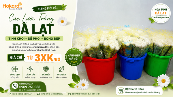 Cúc Lưới Trắng Đà Lạt Mới Về – Hoa Phụ Nhẹ Nhàng, Dễ Phối Cho Mọi Thiết Kế Hoa