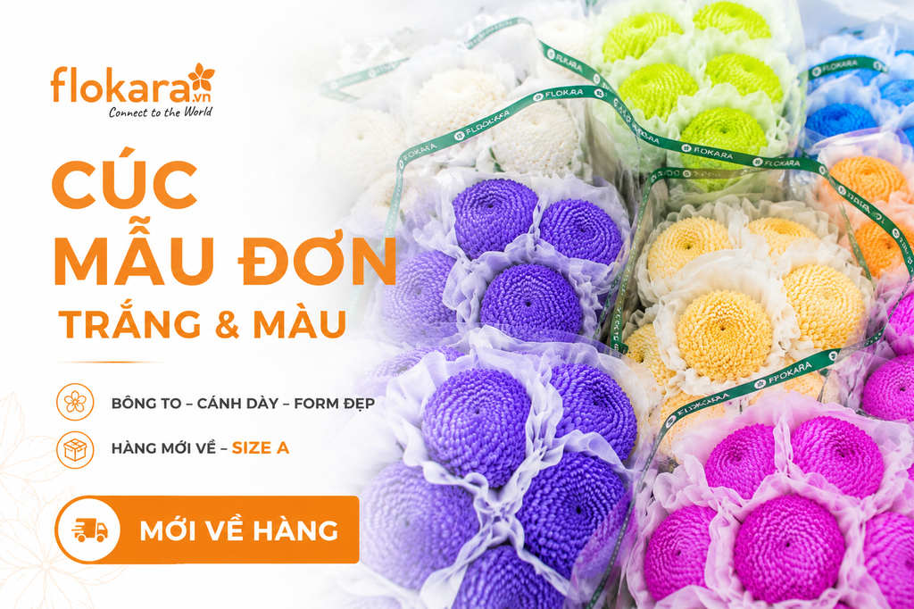 Cúc Mẫu Đơn Trắng & Cúc Mẫu Đơn Màu Mới Về Hàng Tại Flokara