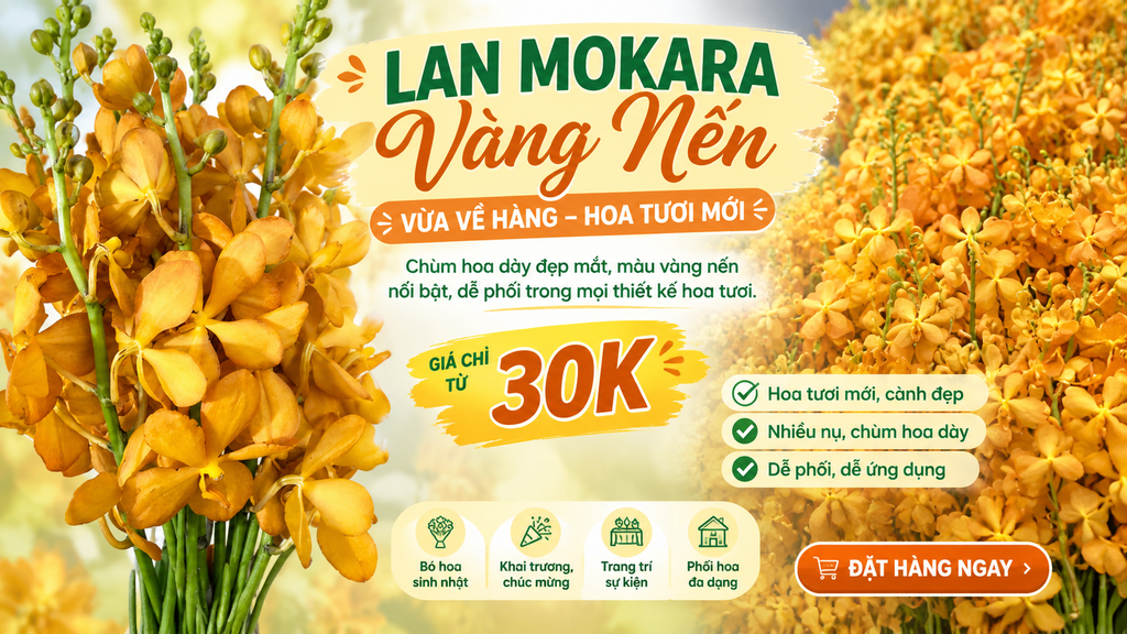 Lan Mokara Vàng Nến Vừa Về Hàng – Hoa Tươi Mới, Màu Vàng Nổi Bật, Giá Chỉ Từ 30K