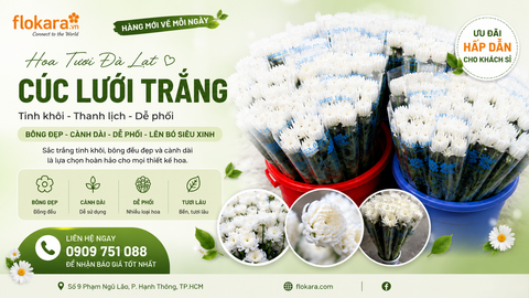 CÚC LƯỚI TRẮNG ĐÀ LẠT CHỈ 38K/BÓ – GIÁ NÀY KHÔNG MUA THÌ ĐỢI ĐẾN BAO GIỜ?