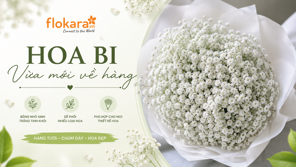 Hoa Bi Vừa Mới Về Hàng Tại Flokara – Vẻ Đẹp Nhỏ Xinh, Trắng Tinh Khôi Cho Mọi Thiết Kế Hoa