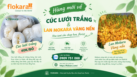 🌼 HÀNG MỚI VỀ FLOKARA – CÚC LƯỚI TRẮNG & LAN MOKARA VÀNG NẾN 🌼
