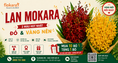 Lan Mokara Tươi Đẹp Giá Sỉ | Ưu Đãi Mua 10 Tặng 1 Flokara