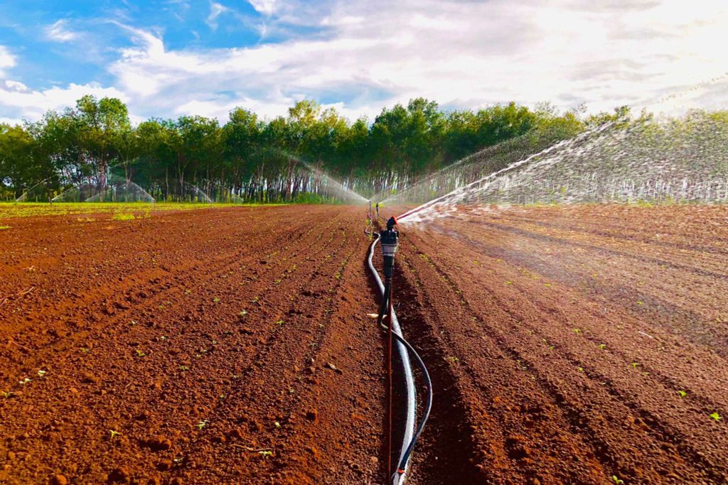 Hệ thống tưới cho cây củ cải Năng Suất Vượt Trội Với Super 10 PC