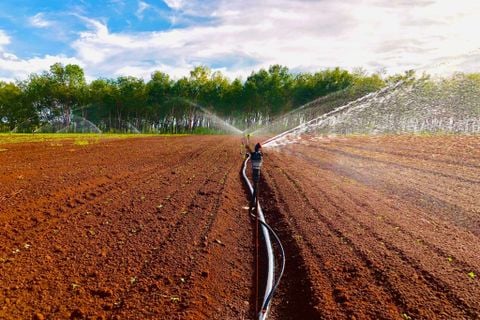 Hệ thống tưới cho cây củ cải Năng Suất Vượt Trội Với Super 10 PC