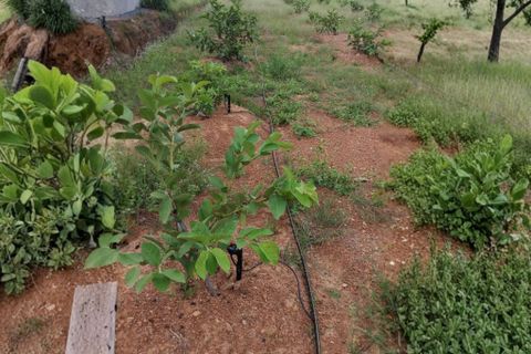 Hệ thống tưới cho cây ổi Tự động