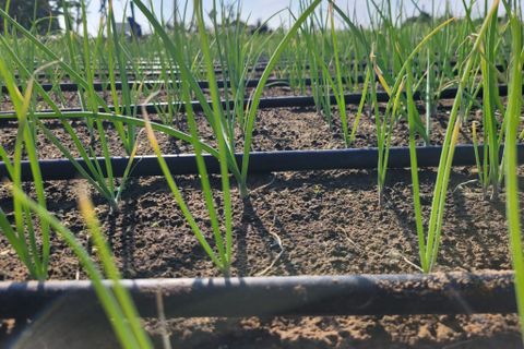 Hệ thống tưới cho cây hành lá tự động