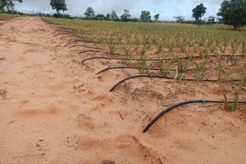 Hệ thống tưới cho cây nha đam Tự động