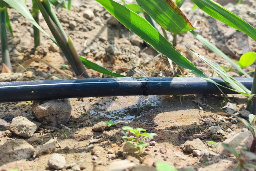 Hệ thống tưới cho cây mía Năng suất cao